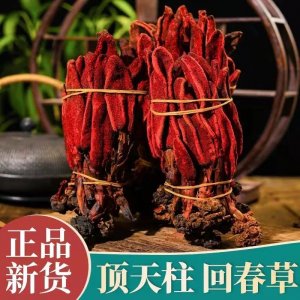回春草 正宗不老草粉云南野生草蓯蓉粉泡 酒料煲湯泡水 批發(fā)零售